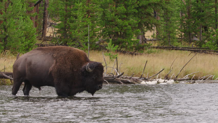 Bull bison buffalo crossing a river in slow motion.  Wide shot.  Yellowstone National Park, Wyoming and Montana, USA. 4K.