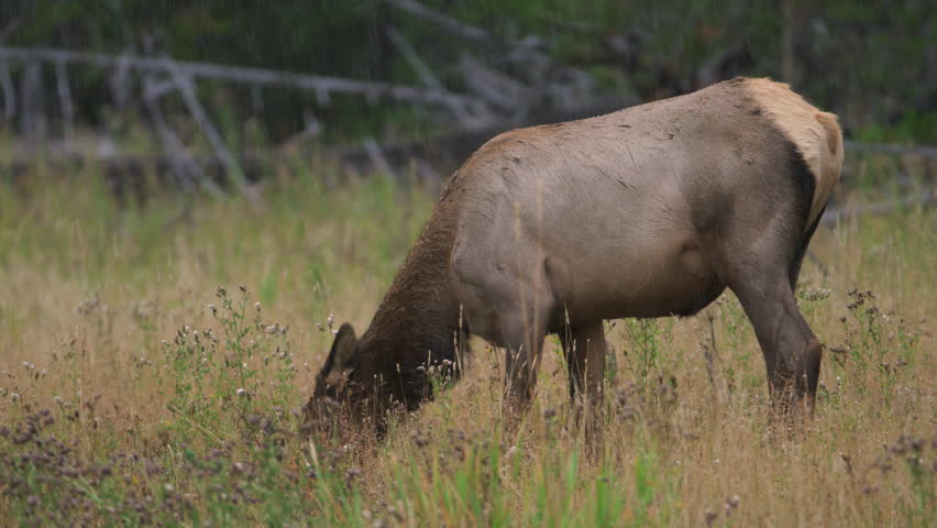 Female elk grazing in heavy rain and sleet storm.  Yellowstone National Park, Wyoming and Montana, USA. 4K.