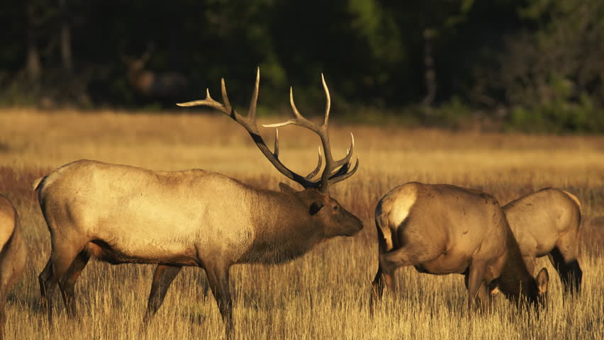 Large bull elk protecting his female harem.  Yellowstone National Park, Wyoming and Montana, USA. 4K.