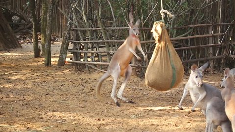 Boxing kangaroos