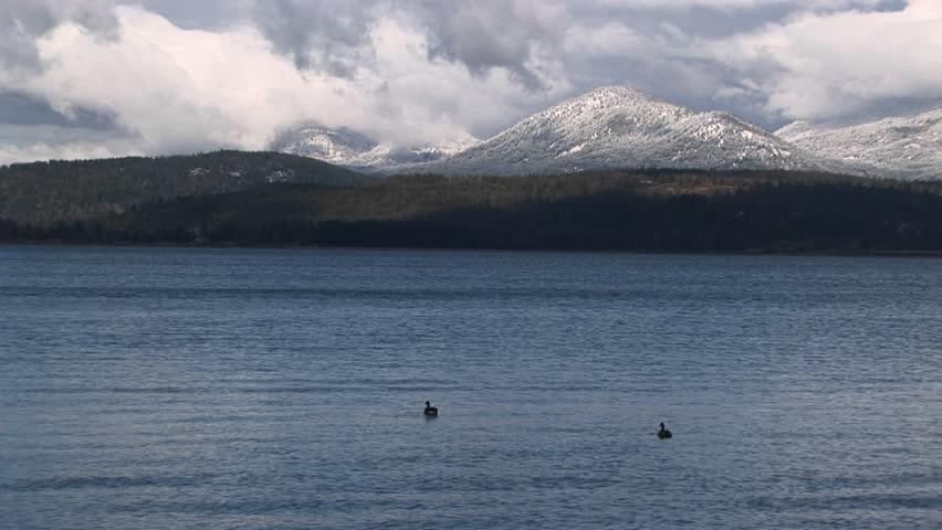 Ducks floating on lake with mountain background