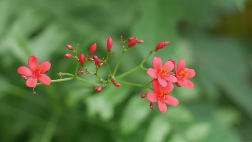 Red Flowers Stock Footage Video 100 Royalty Free 15547684 Shutterstock