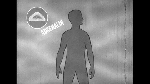UNITED STATES 1950s: Adrenalin and the Circulatory System