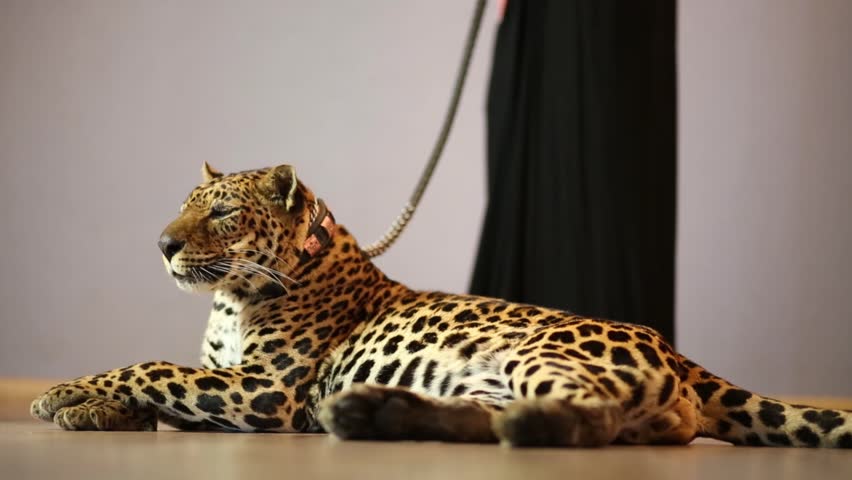 leopard on a leash