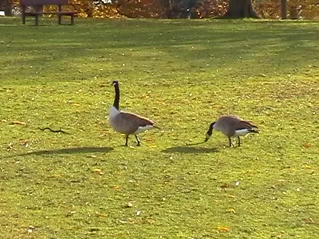 Geese walking in park