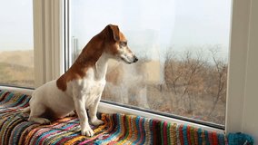 Adorable dog sitting on a windowsill with a bright striped rug. Attentively follow the life outside. A huge light window.  The static camera. Video clip footage