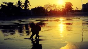 Dog on the beach with sun set