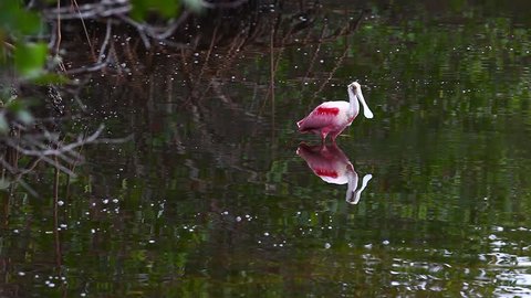 Roseate Spoonbill, Platalea ajaja, fishing in mangrove wetlands