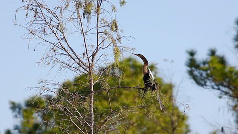 Anhinga, Anhinga anhinga, perched on branch