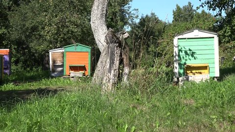 panorama view of group of wooden vintage colourful beehive in green garden at summertime.