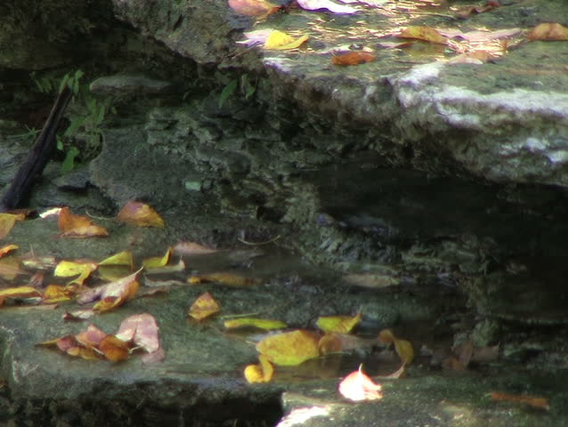 Water Trickling in Creek 
