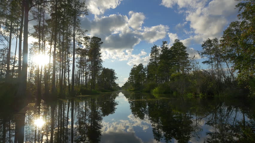 AERIAL: Amazing wetlands swamp canal with tall mossy trees in beautiful summer evening. Gorgeous reflection of cypress swamp tree canopies with beautiful spanish moss in calm glassy water surface