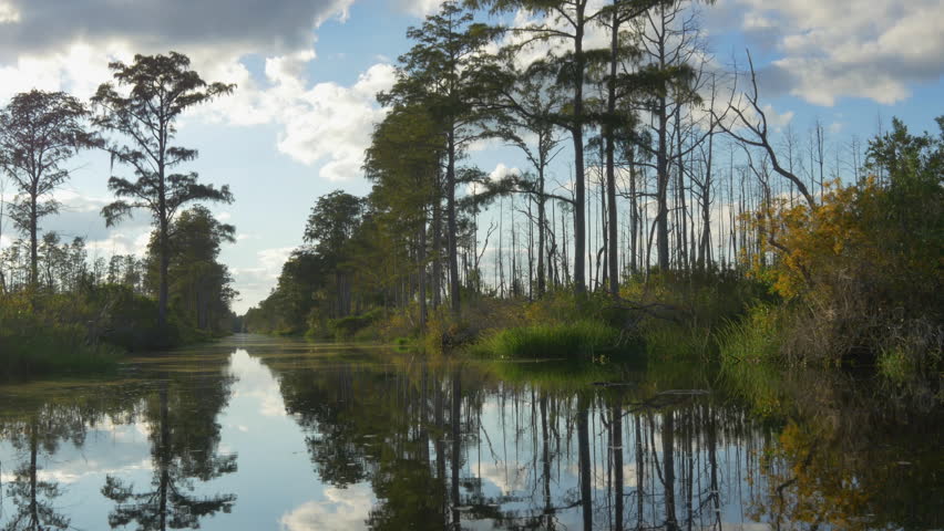 AERIAL: Dragonflies flying above the water in amazing swamp canal with tall mossy trees in beautiful summer evening. Gorgeous reflection of sun and trees with spanish moss in calm glassy water surface