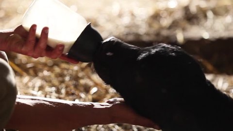 Feeding the calf milk