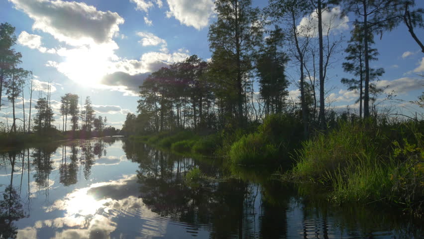 AERIAL: Dragonflies flying above the water in amazing swamp canal with tall mossy trees in beautiful summer evening. Gorgeous reflection of sun and trees with spanish moss in calm glassy water surface