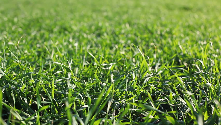 fresh green grass on the field