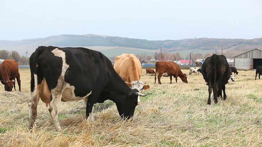 Cows graze on a dairy farm
