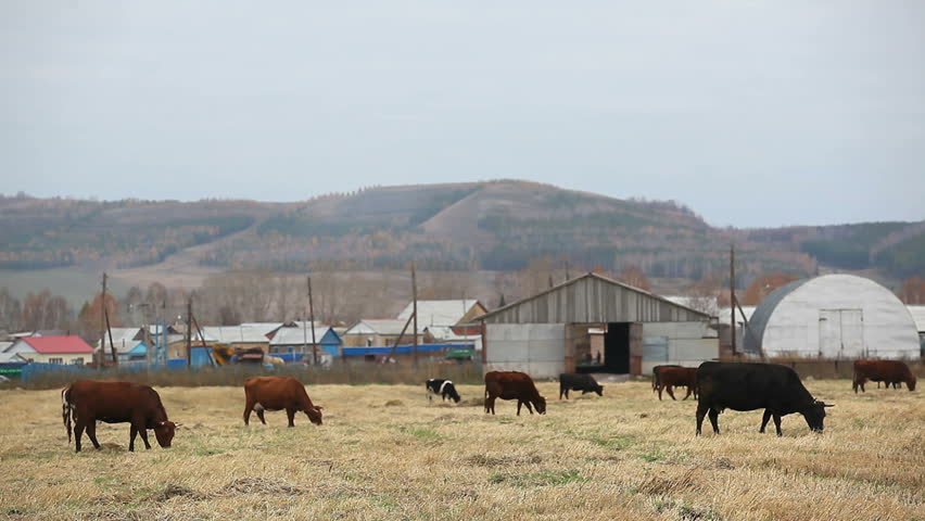 cattle grazing on pasture