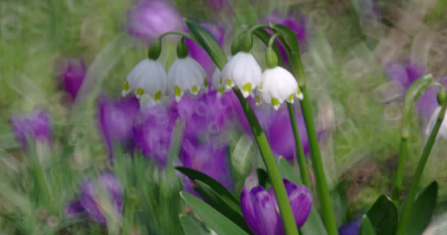 Early Spring Snowflake Flowers In Stock Footage Video 100 Royalty Free Shutterstock