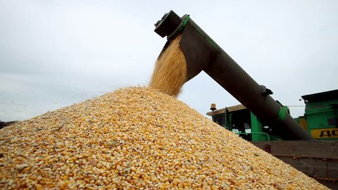 Combine harvester unloaded corn grains in truck