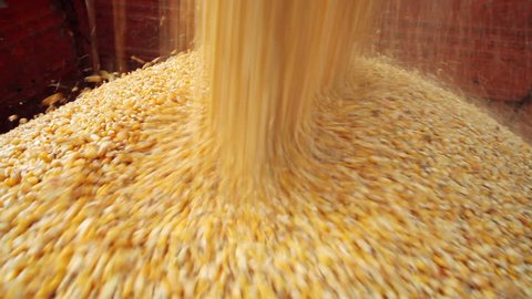 Combine harvester unloaded corn grains in truck