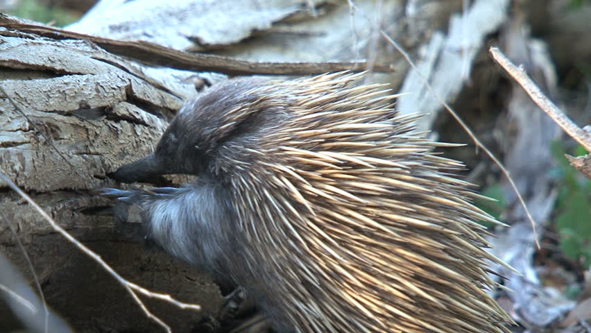 Echidna Looking for Food Stock Footage Video (100% Royalty-free ...