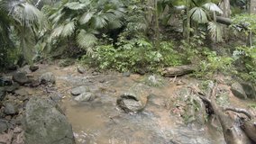 Abstract shot with fisheye distortion of palms and other trees along the muddy banks of a tropical. wilderness stream on a rainy day. with sound. Ungraded 4k RAW footage