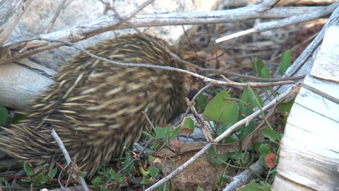 Echidna looking for food