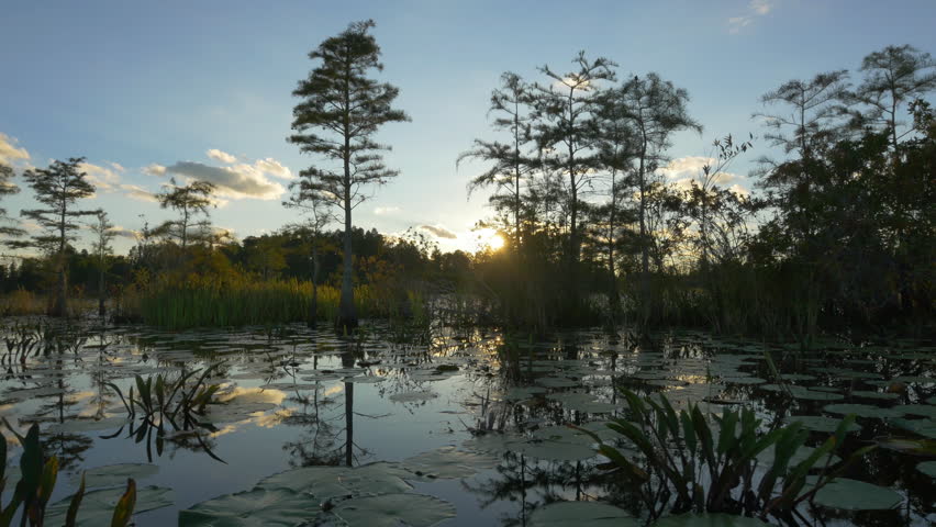 Romantic wetlands swamp with water lilies and tall mossy trees at beautiful summer sunset. Golden sun shining through cypress swamp tree canopies covered in amazing spanish moss.