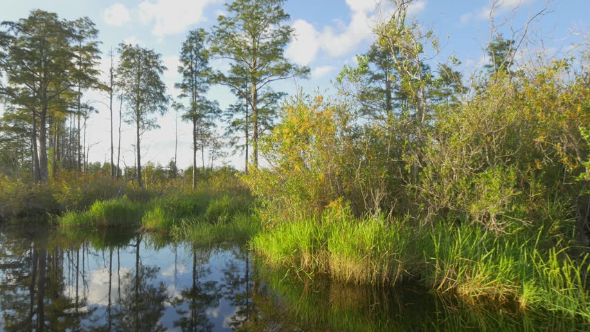 Swamp and Marsh Trees in Okefenokee National Wildlife Refuge image ...