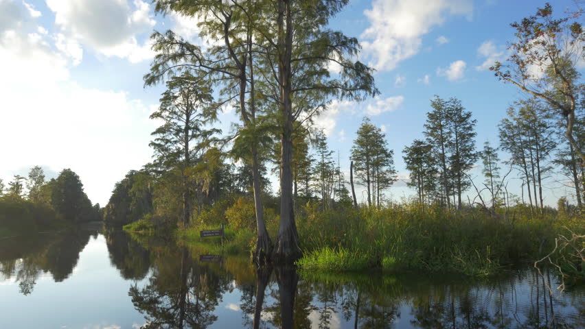 Gorgeous swamp scenery with tall mossy trees and glassy water in beautiful sunny evening in summer