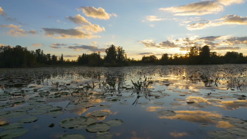 AERIAL: Romantic wetlands swamp with water lilies and tall mossy trees at beautiful summer sunset. Golden sun shining through cypress swamp tree canopies covered in amazing spanish moss.