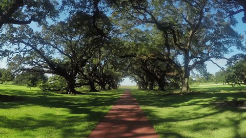 SLOW MOTION CLOSE UP: Big majestic live oaks covered in spanish moss tree promenade on a beautiful sunny day in summer