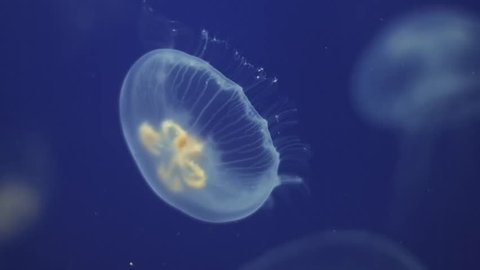 Jellyfish Underwater moving around