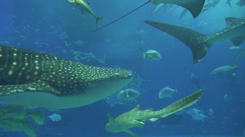 big Whale Shark swimming Okinawa Aquarium Japan