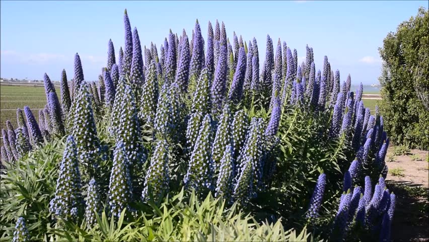 Blue Flowers Of The Pride Stock Footage Video 100 Royalty Free Shutterstock