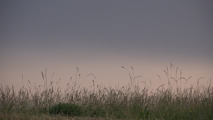 Cereals field and warm sunset sky