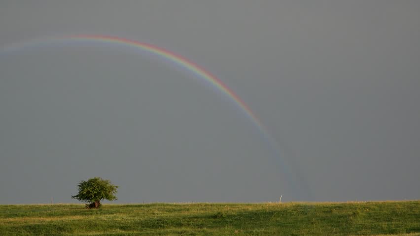 Colorful rainbow on a gray sky over green field and single tree