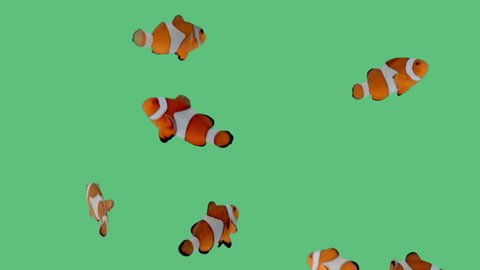 A school of clownfish swimming playfully around an aquarium on green screen. 