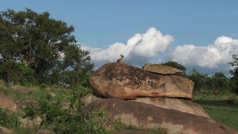 Klipspringer (Oreotragus oreotragus) standing on Koppies overlooking the Serengeti plains, shot in low angle.