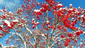 Rowanberry in winter. Looking up through the rowan-tree branches and red berries clusters with snow caps at the sky with clouds
