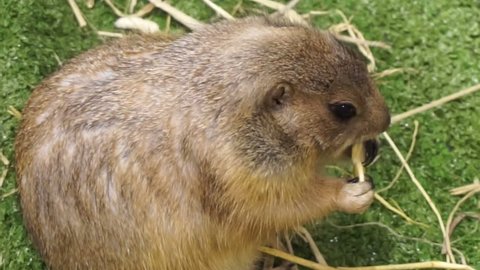 Petting marmot prairie groundhog eating cracker