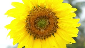 Video sunflower bloom and humble bee flying to collect pollen on blue sky background
