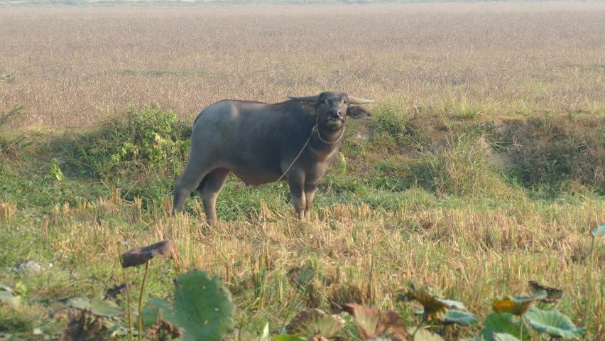 Water buffalo looking towards the camera at the countryside of Cambodia