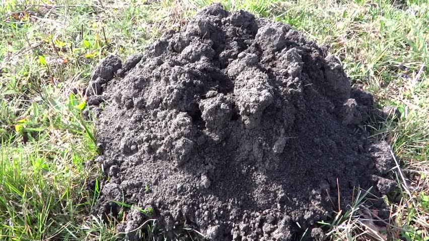 Mole mounds on spring grass in the middle of the garden / grassland