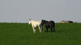 Two horses on a green field, one black the other white, HD video 1920X1080