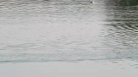 Pelican, swimming from left to the right side of  the frame - HD video 1920X1080, Location: Kerkini lake, Greece #3