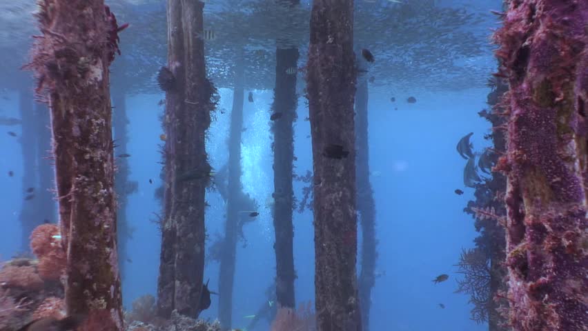 Arborek Jetty with large shoal of Baitfish