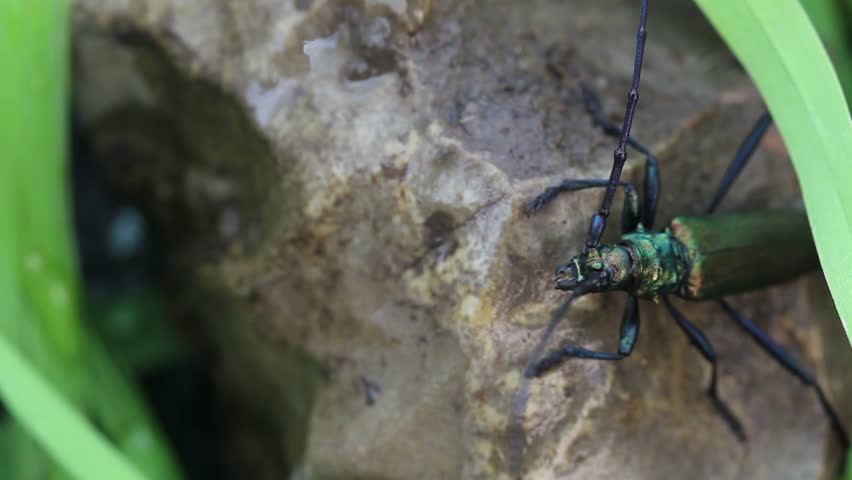 long-horned beetle closeup in the wild