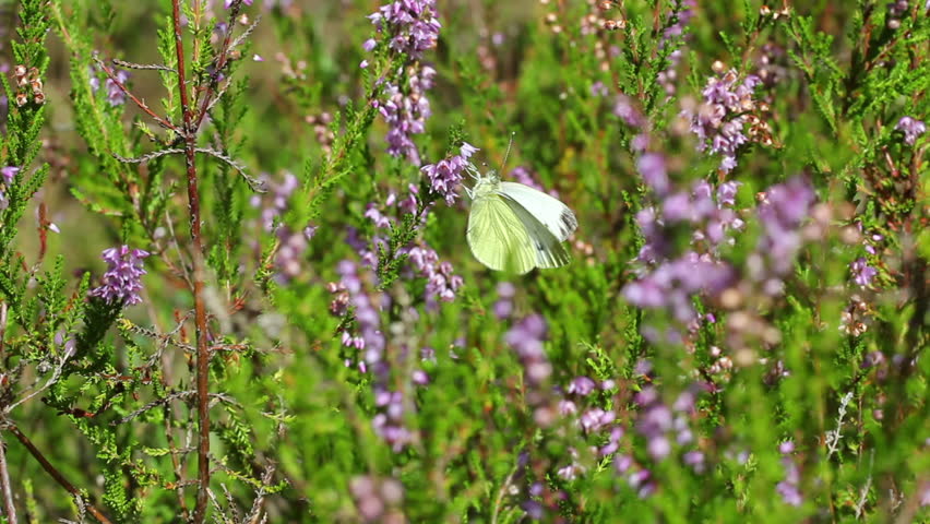 cabbage butterfly in the wild